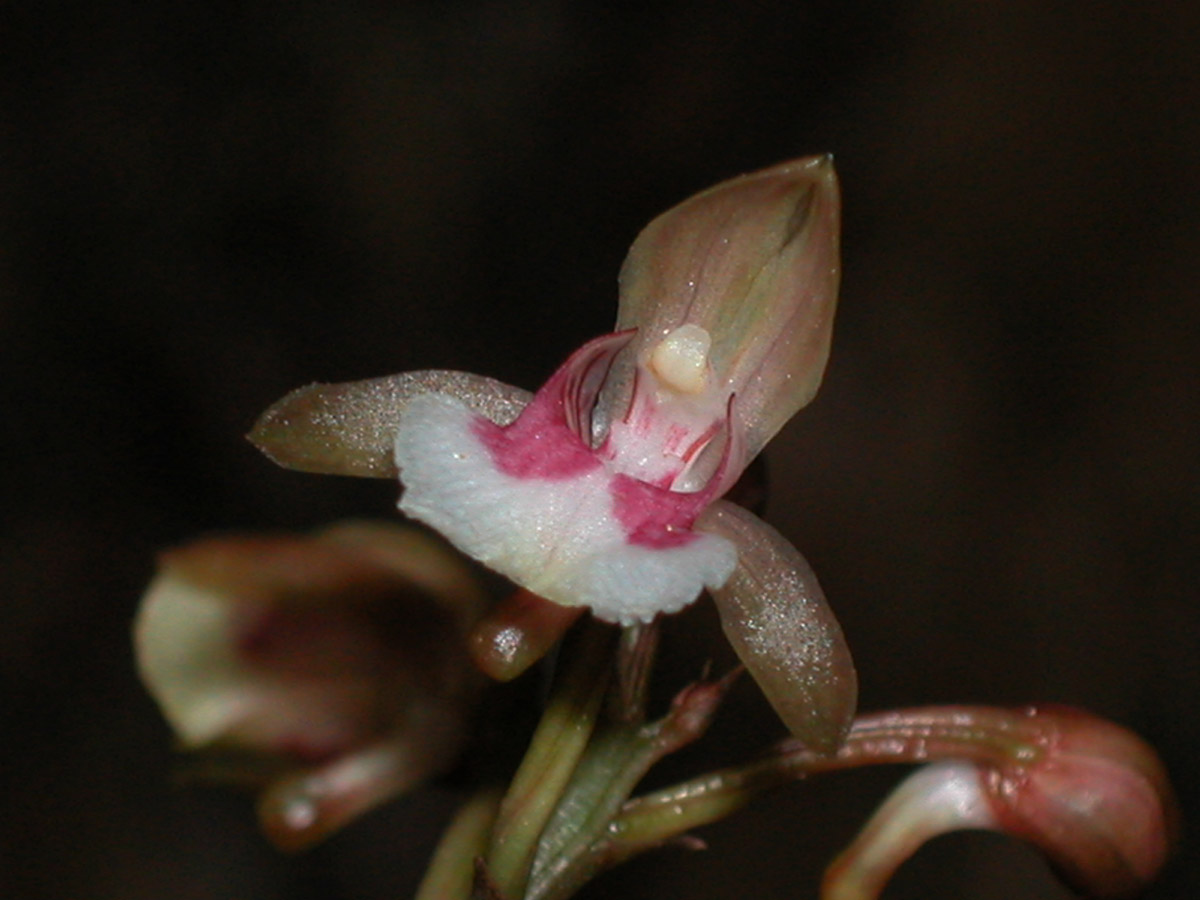 Orchidaceae Oeceoclades maculata