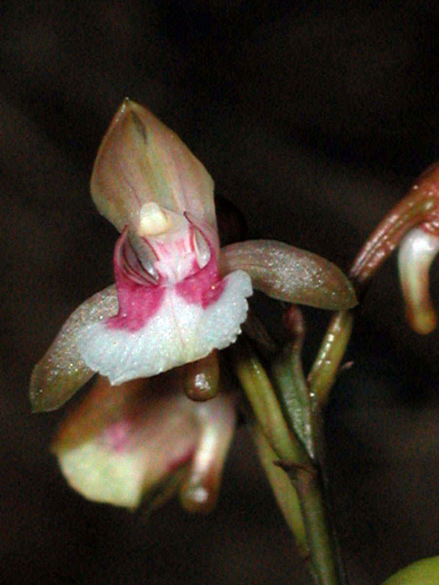 Orchidaceae Oeceoclades maculata