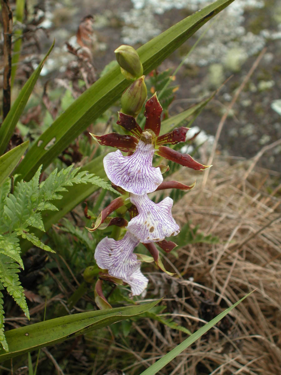 Orchidaceae Zygopetalum triste