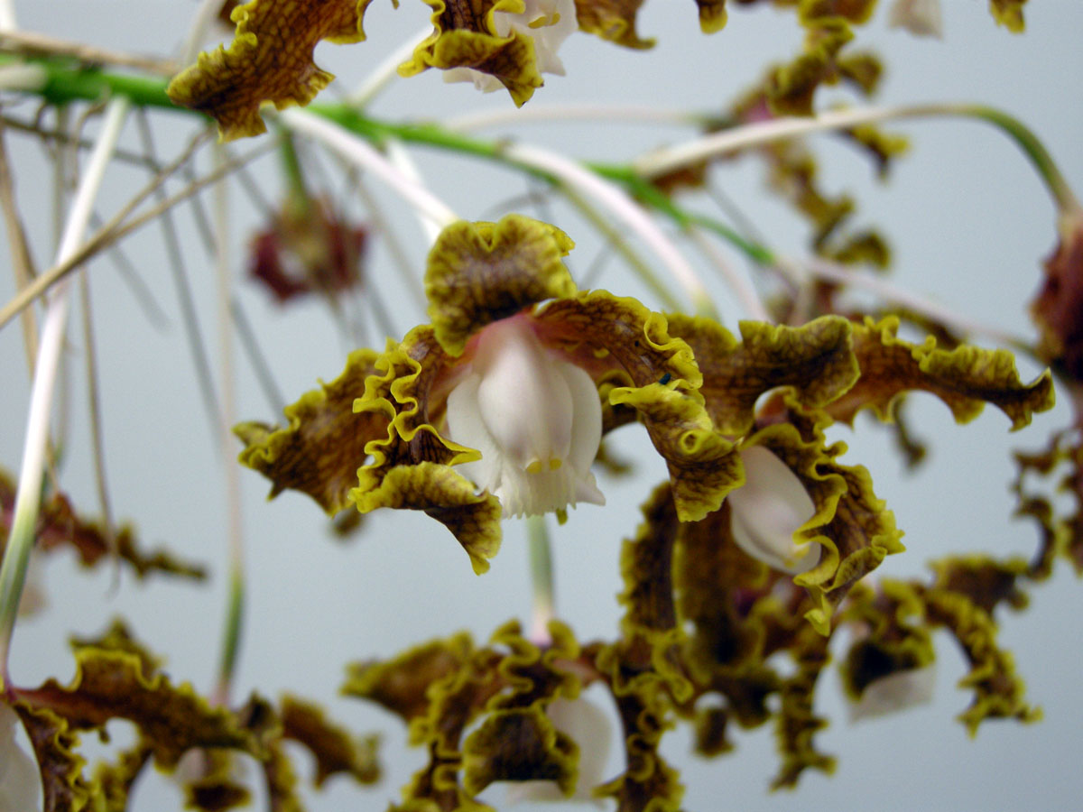 Orchidaceae Schomburgkia gloriosa