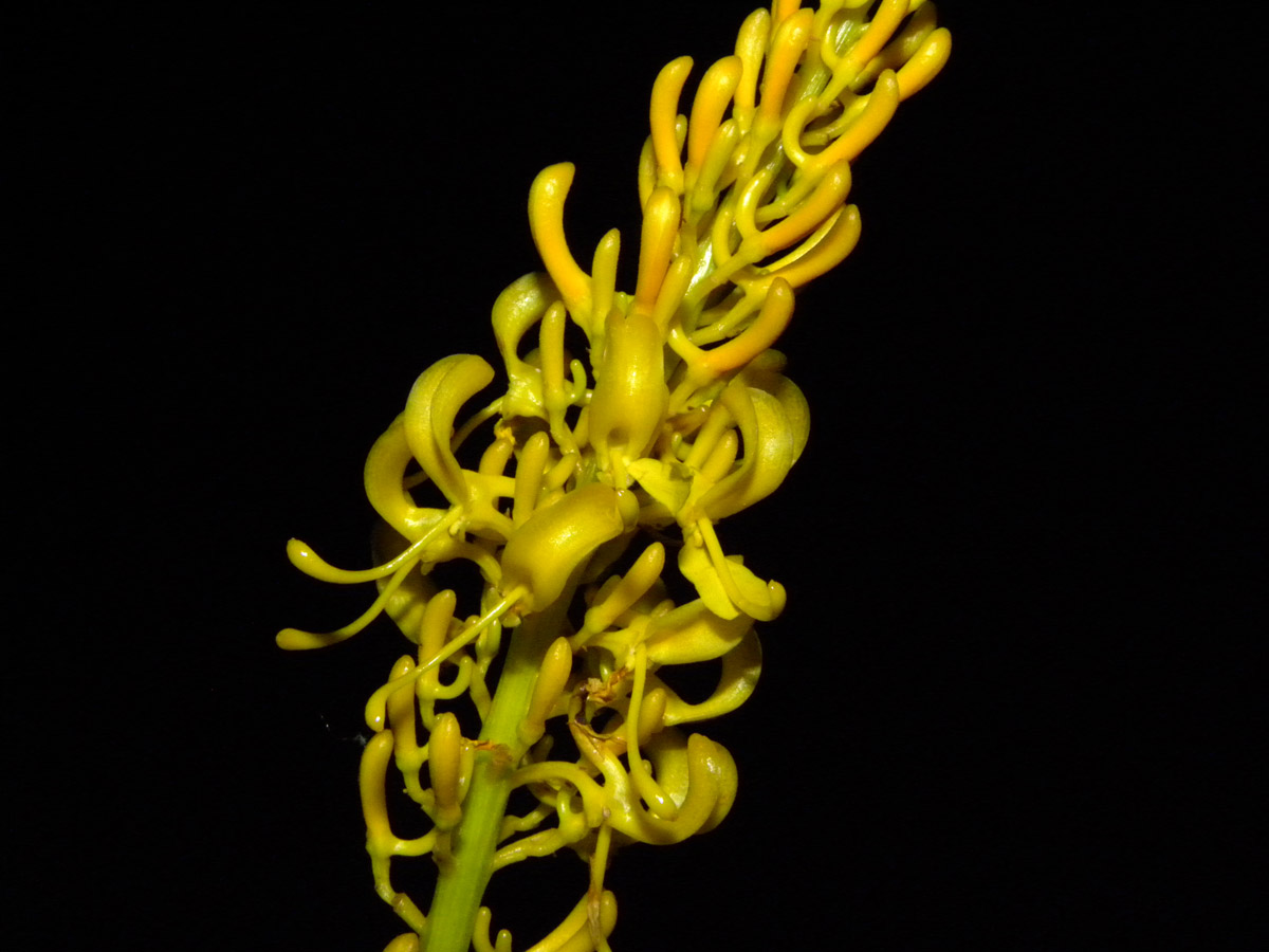 Vochysiaceae Vochysia glaberrima