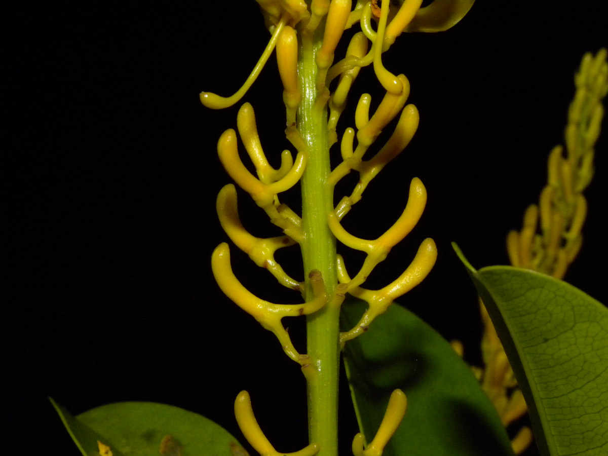 Vochysiaceae Vochysia glaberrima