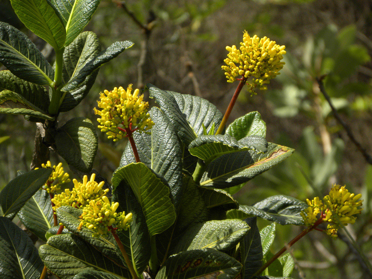 Rubiaceae Palicourea 