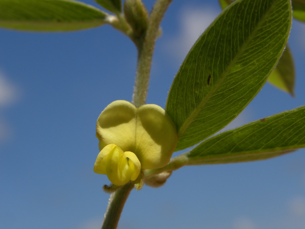 Fabaceae Tephrosia sessiliflora