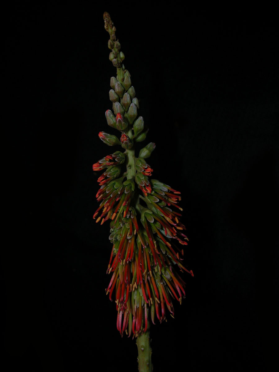 Fabaceae Acrocarpus fraxinifolius