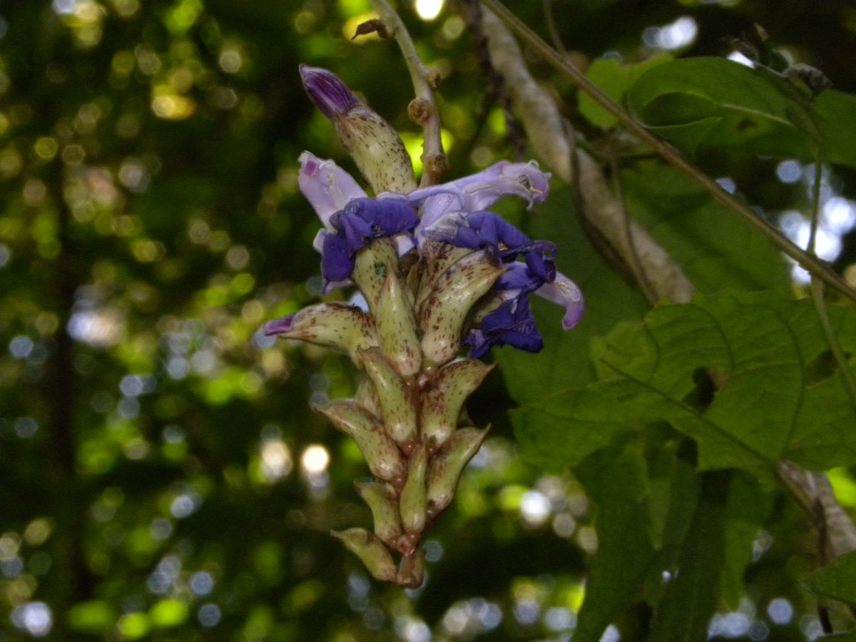 Fabaceae Canavalia picta