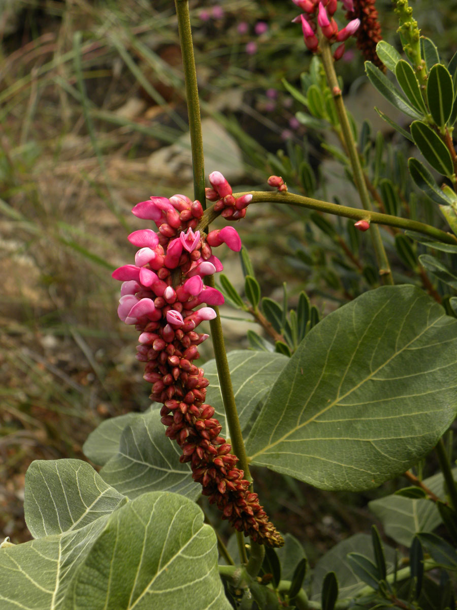 Fabaceae Cleobulia multiflora