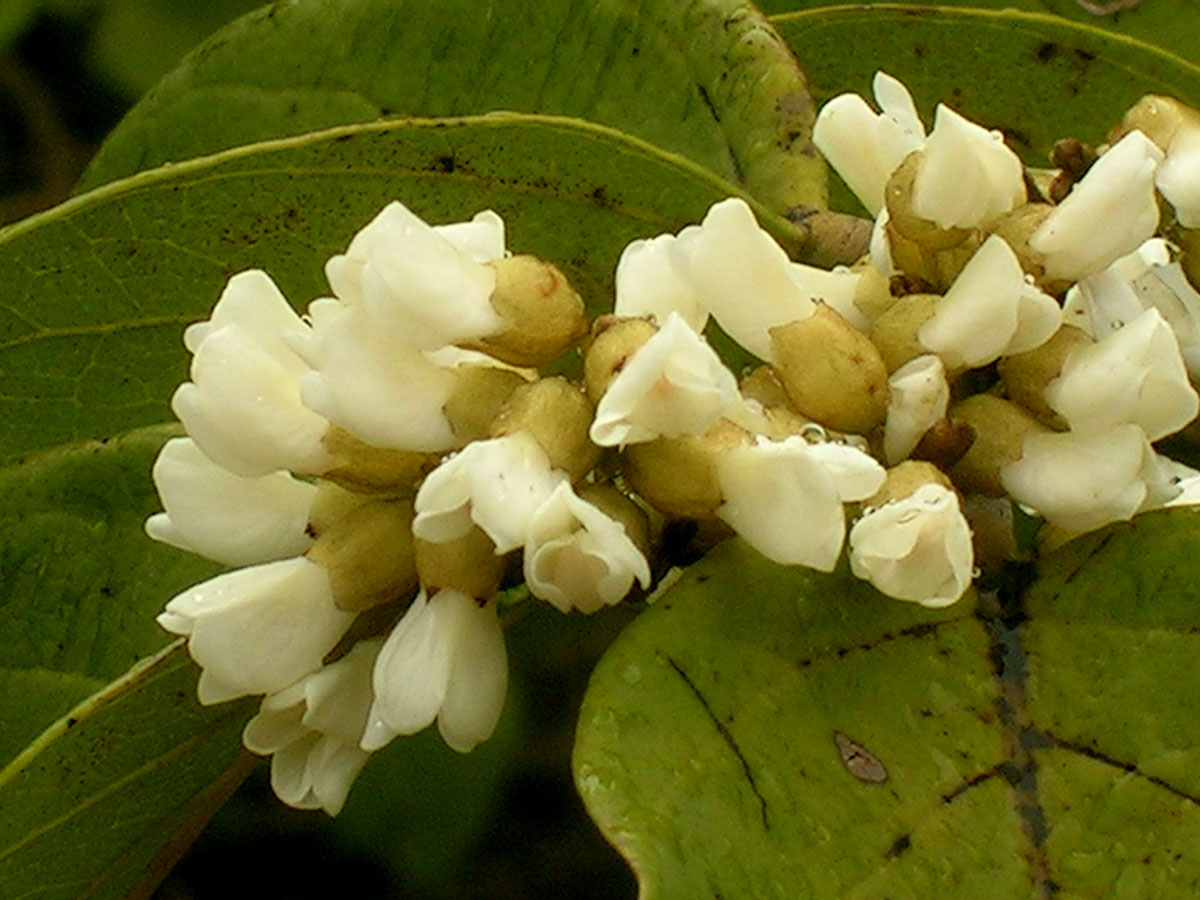 Fabaceae Dalbergia ecastaphyllum