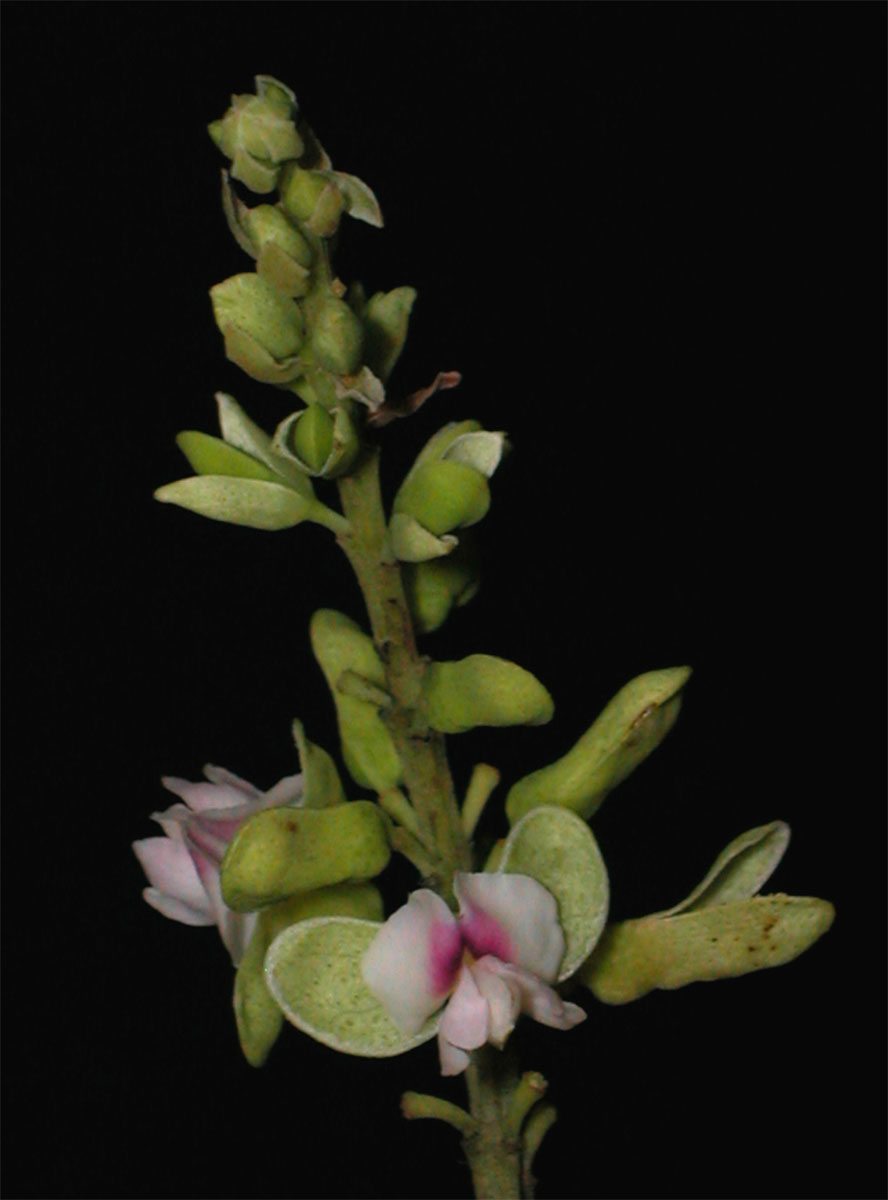 Fabaceae Dipteryx alata