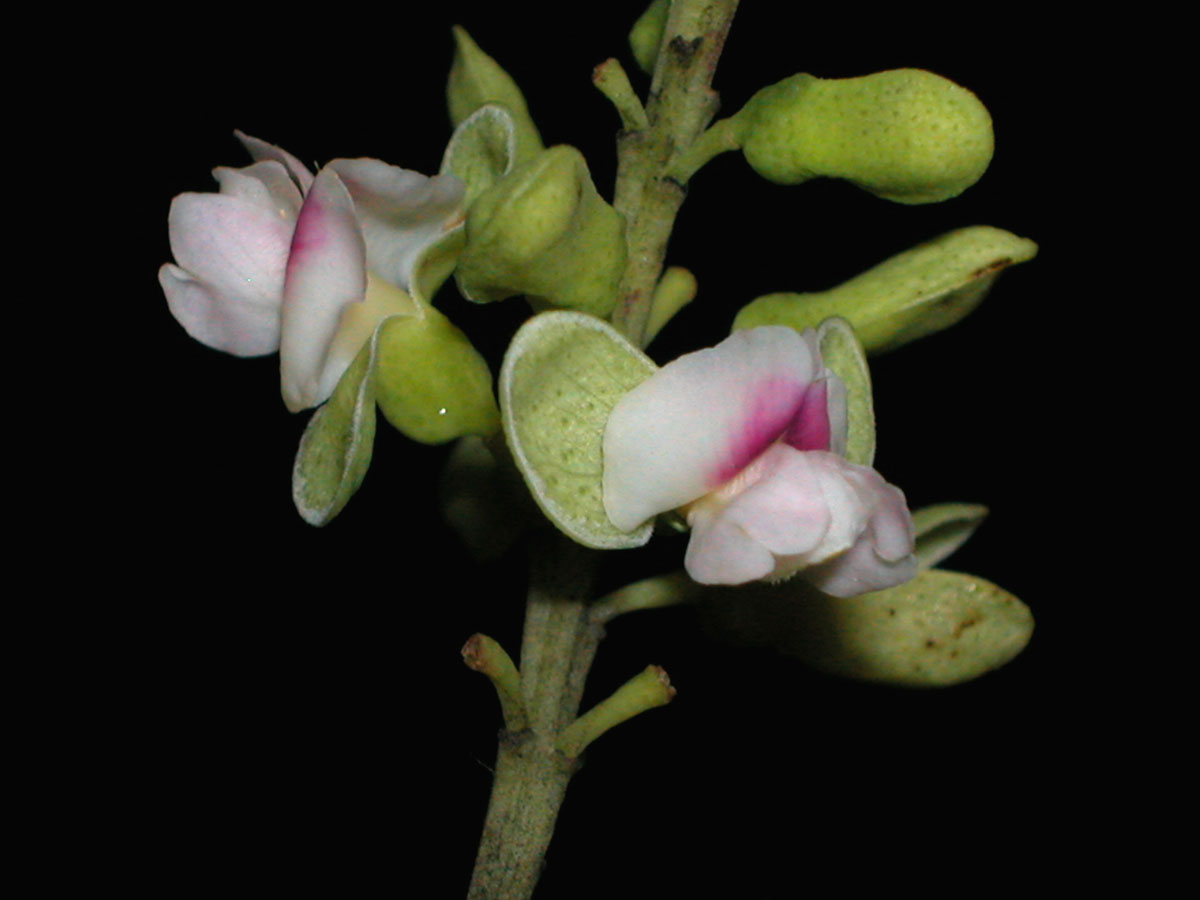 Fabaceae Dipteryx alata
