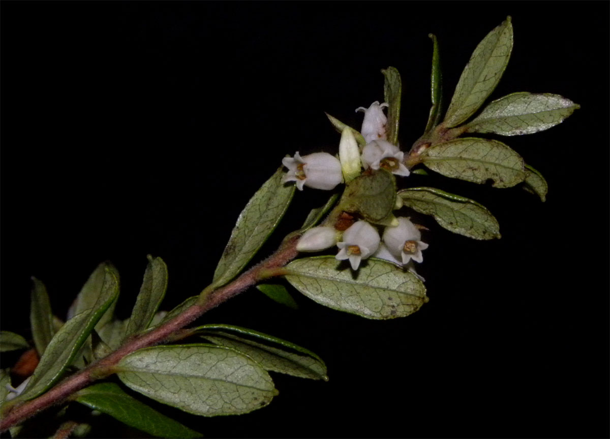 Ericaceae Gaylussacia densa