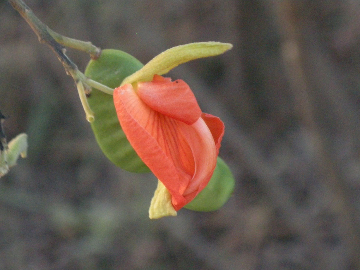 Fabaceae Harpalyce brasiliana
