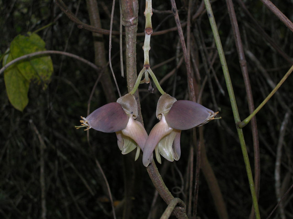 Fabaceae Mucuna urens