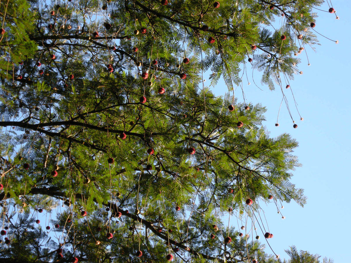 Fabaceae Parkia pendula