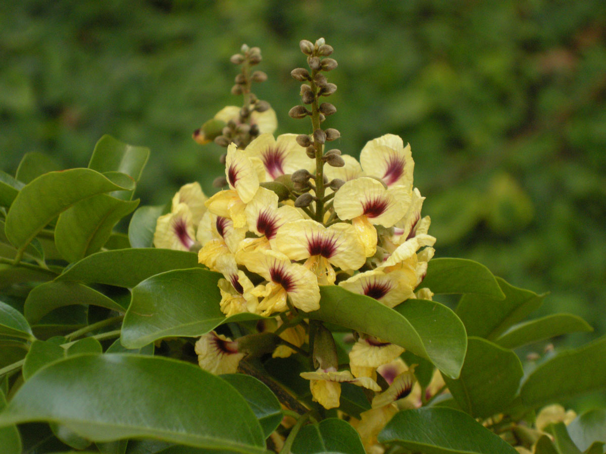 Fabaceae Pterocarpus rohrii