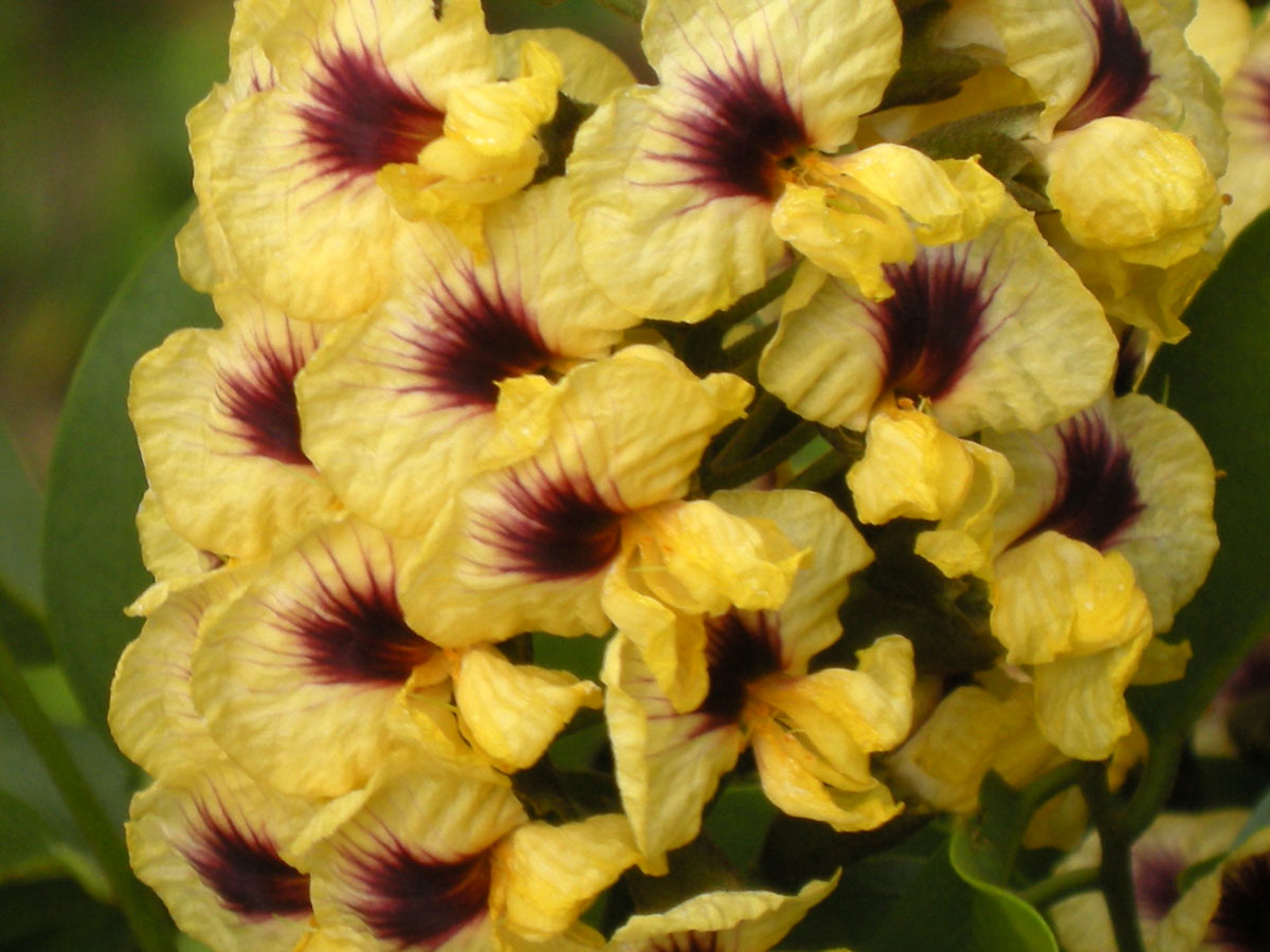 Fabaceae Pterocarpus rohrii