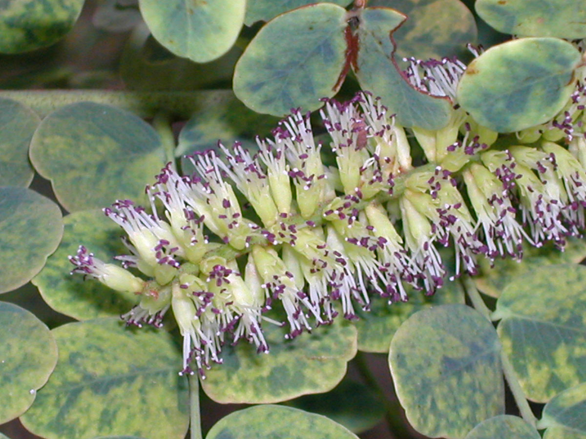 Fabaceae Stryphnodendron adstringens