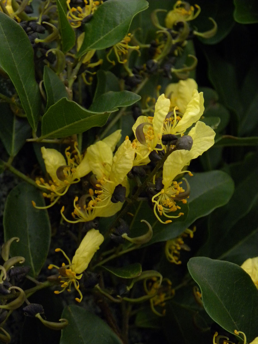 Fabaceae Swartzia jorori