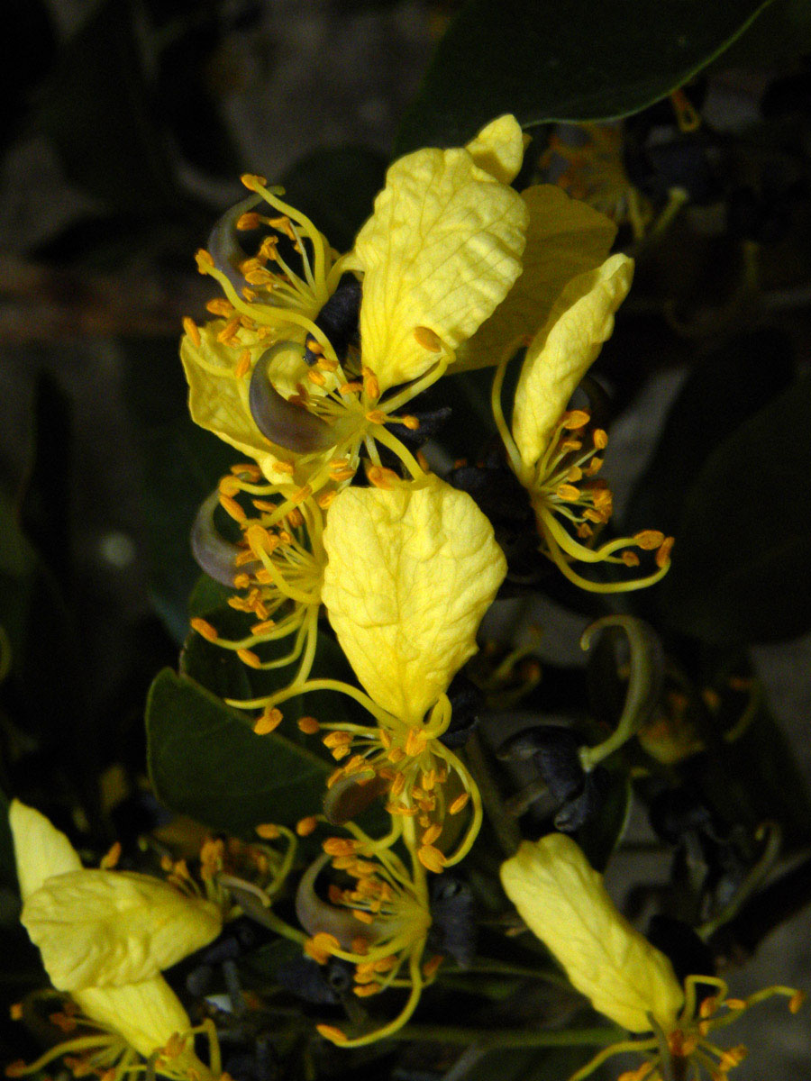 Fabaceae Swartzia jorori