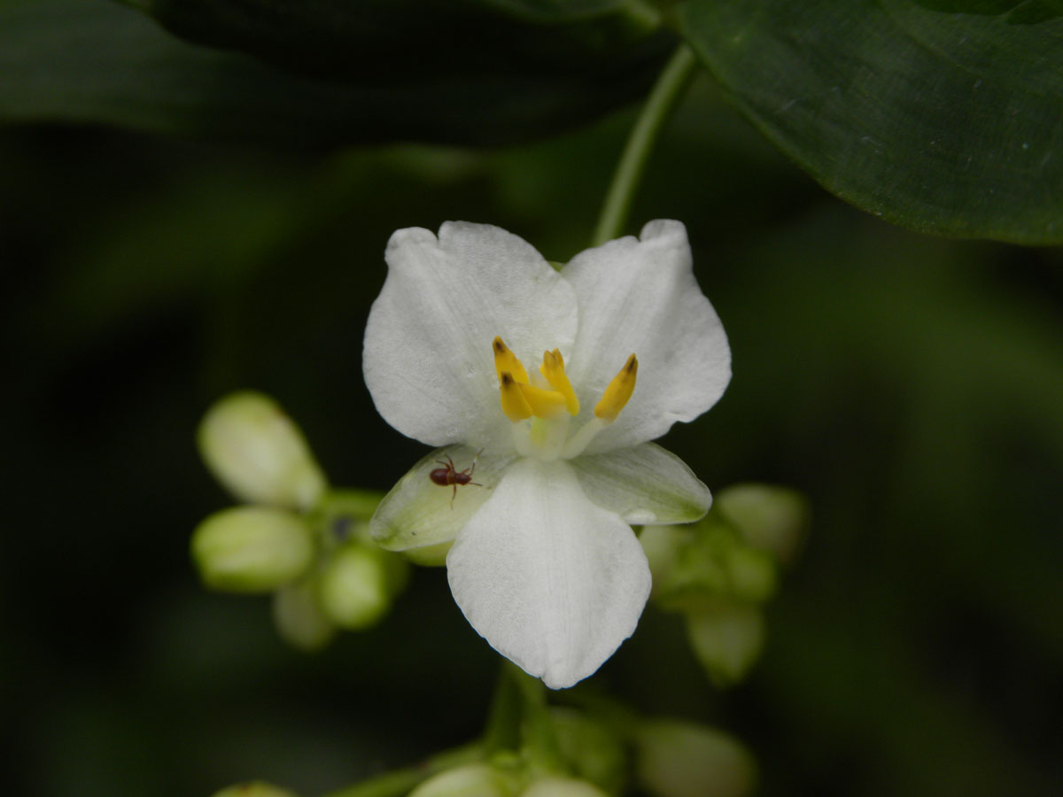 Commelinaceae Dichorisandra incurva