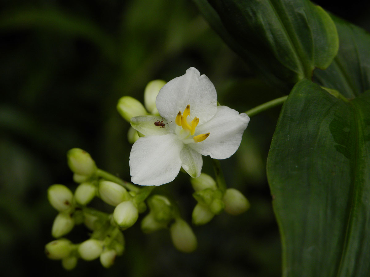 Commelinaceae Dichorisandra incurva