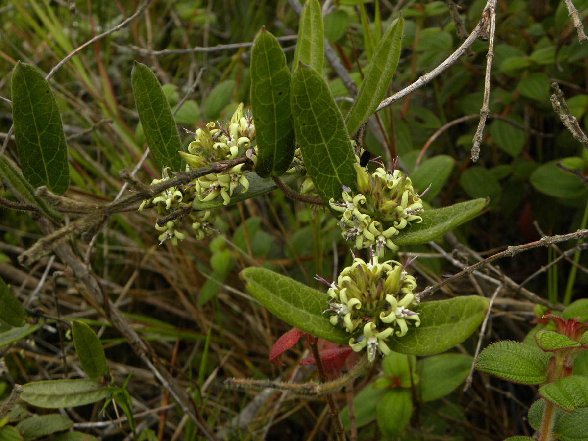 Apocynaceae Oxypetalum montanum