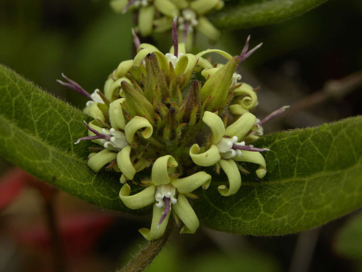 Apocynaceae Oxypetalum montanum