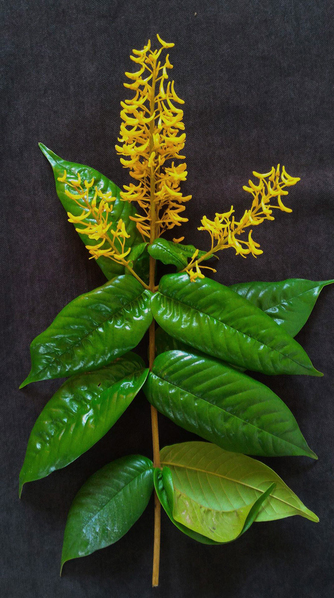 Vochysiaceae Vochysia floribunda