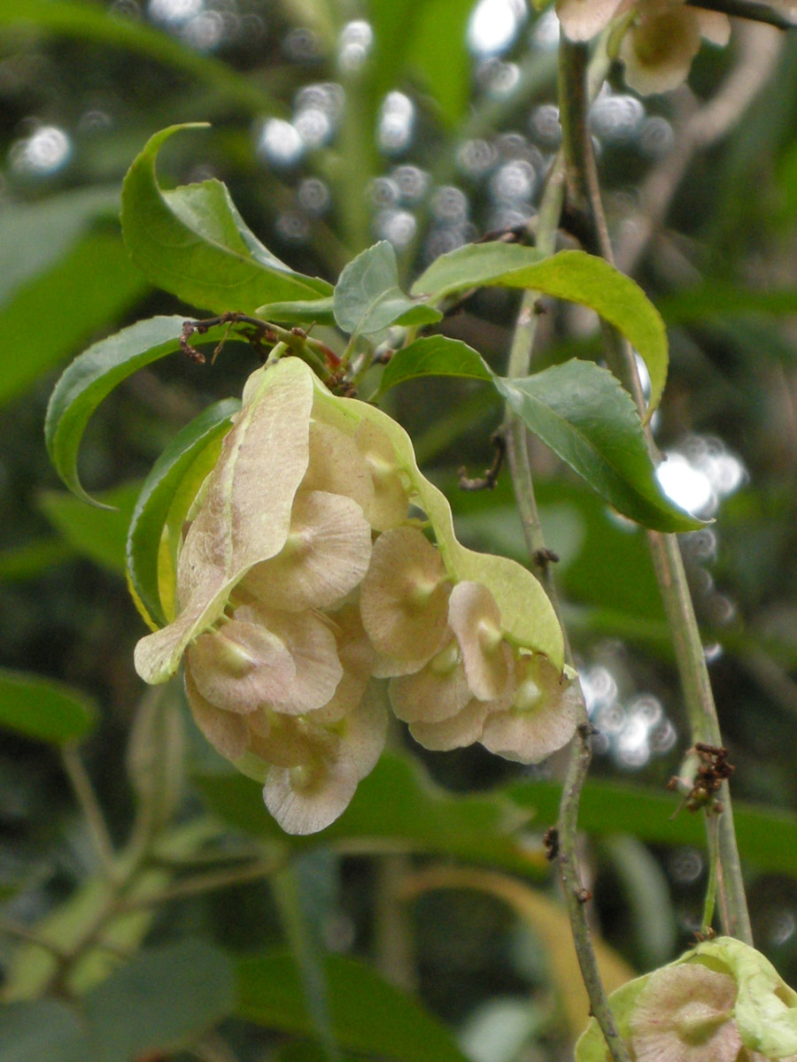 Violaceae Anchietea pyrifolia