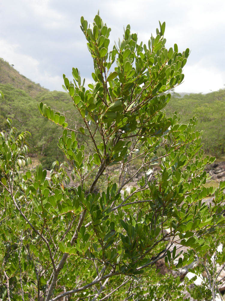 Vochysiaceae Callisthene major