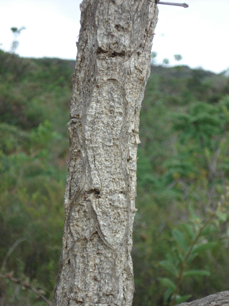 Vochysiaceae Qualea cordata