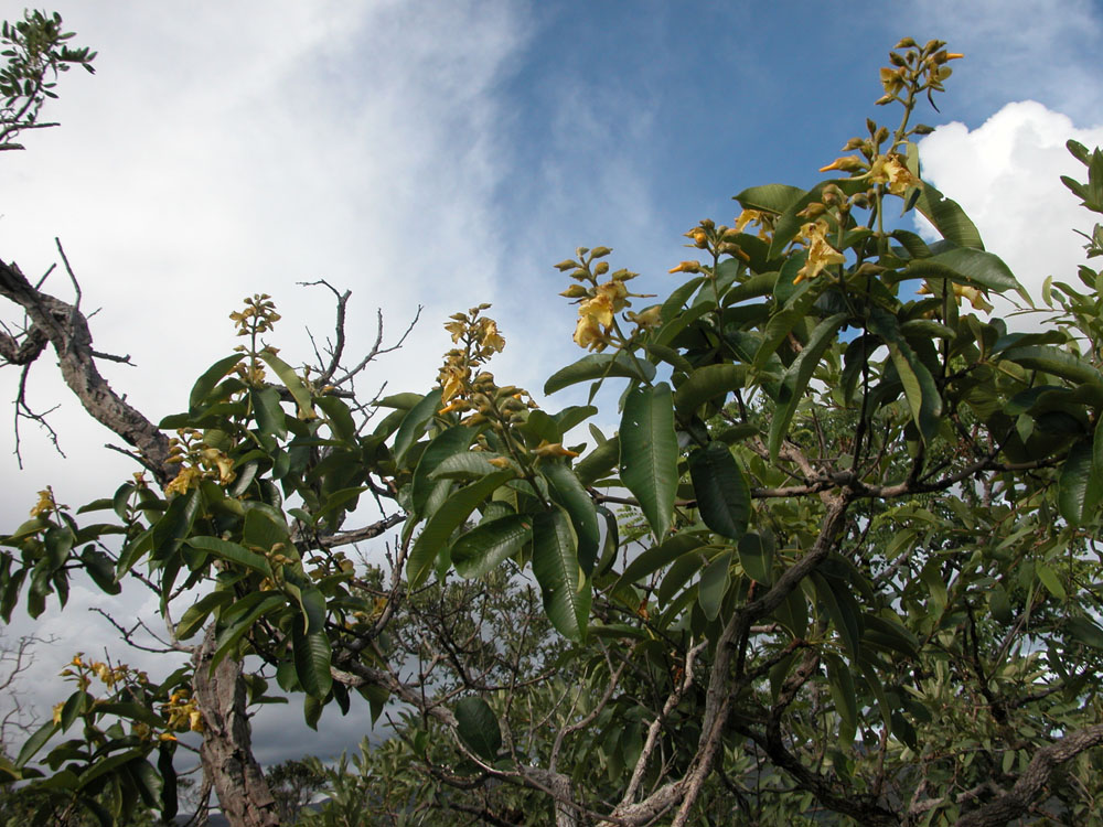 Vochysiaceae Qualea grandiflora