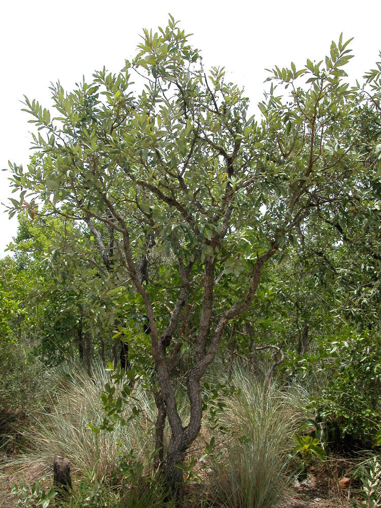 Vochysiaceae Qualea parviflora