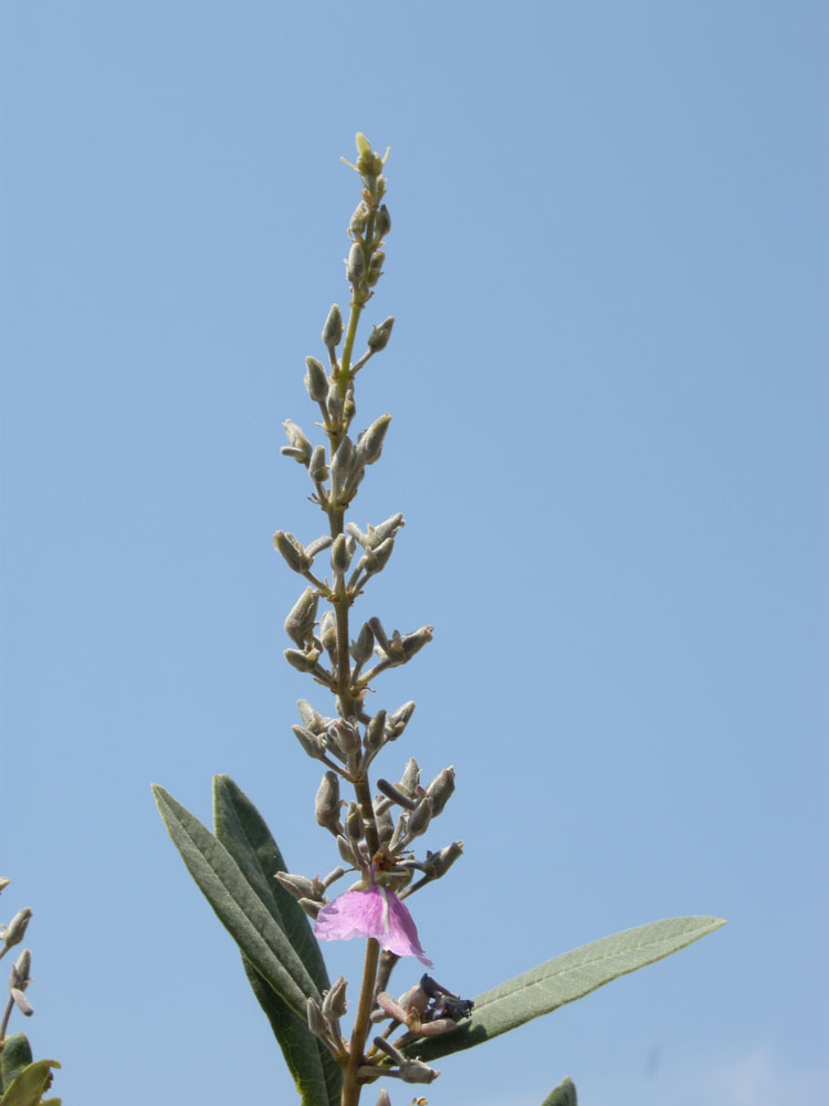 Vochysiaceae Qualea parviflora