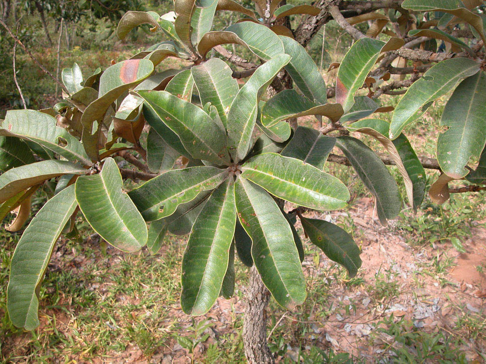 Vochysiaceae Vochysia cinnamomea