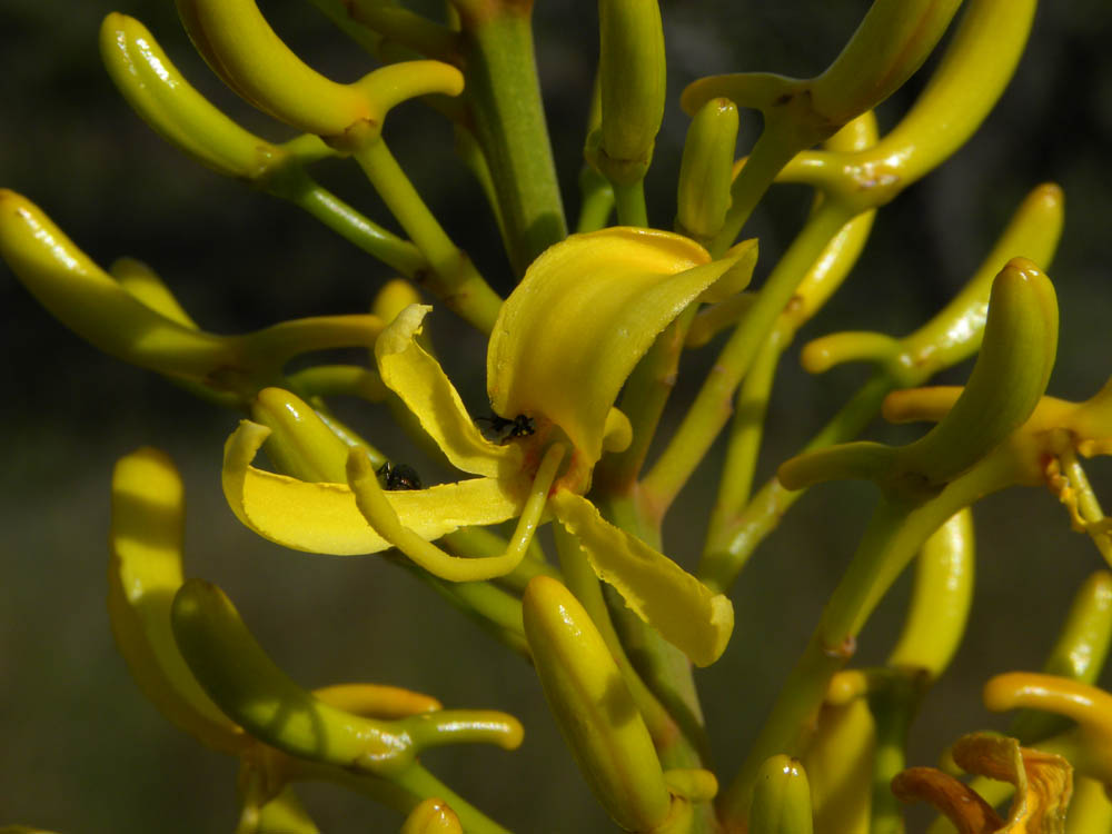 Vochysiaceae Vochysia discolor