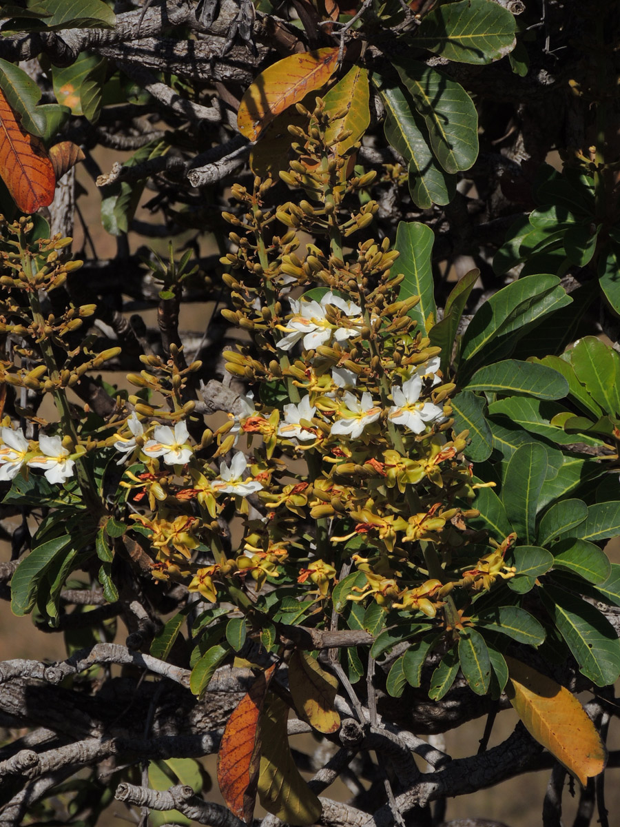 Vochysiaceae Salvertia convallariodora