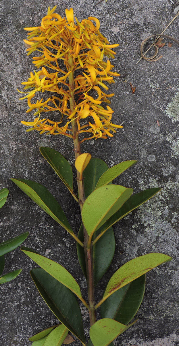 Vochysiaceae Vochysia obovata
