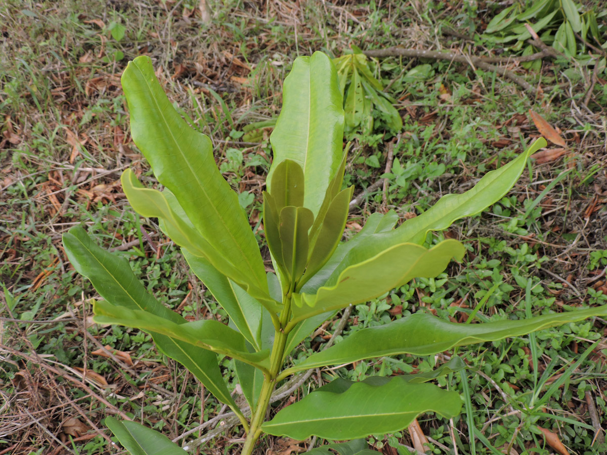 Vochysiaceae Vochysia riedeliana