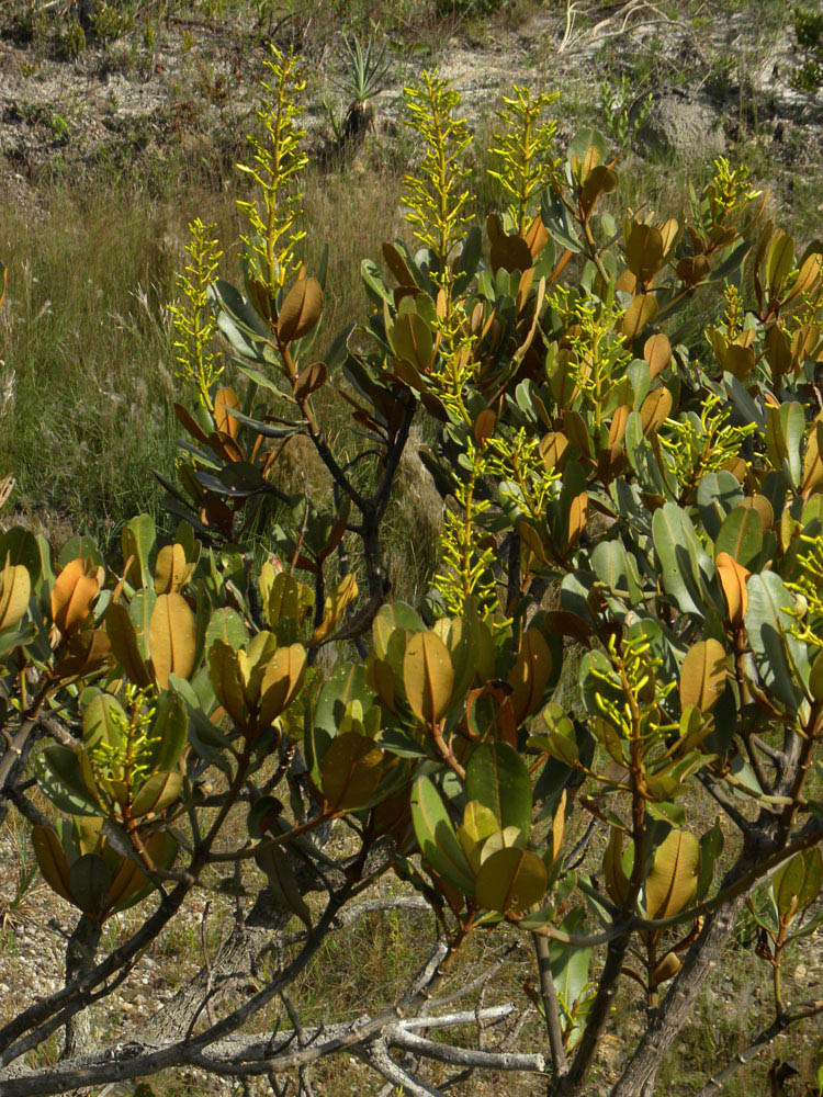 Vochysiaceae Vochysia discolor