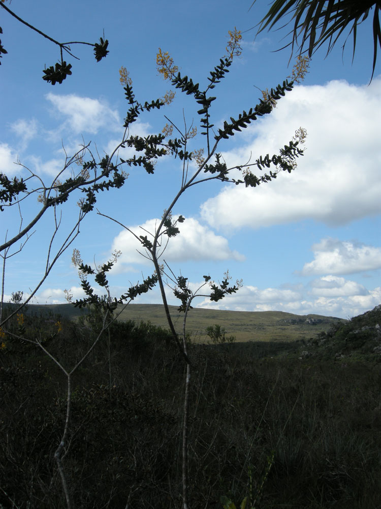 Vochysiaceae Vochysia rotundifolia