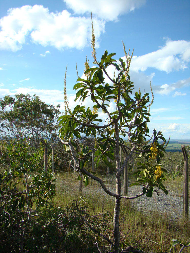 Vochysiaceae Vochysia rufa