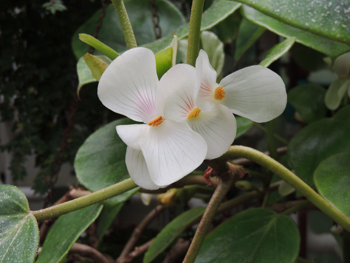 Begoniaceae Begonia ampla