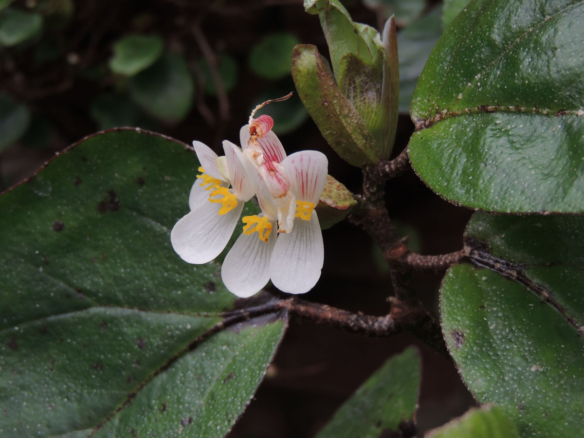 Begoniaceae Begonia poculifera