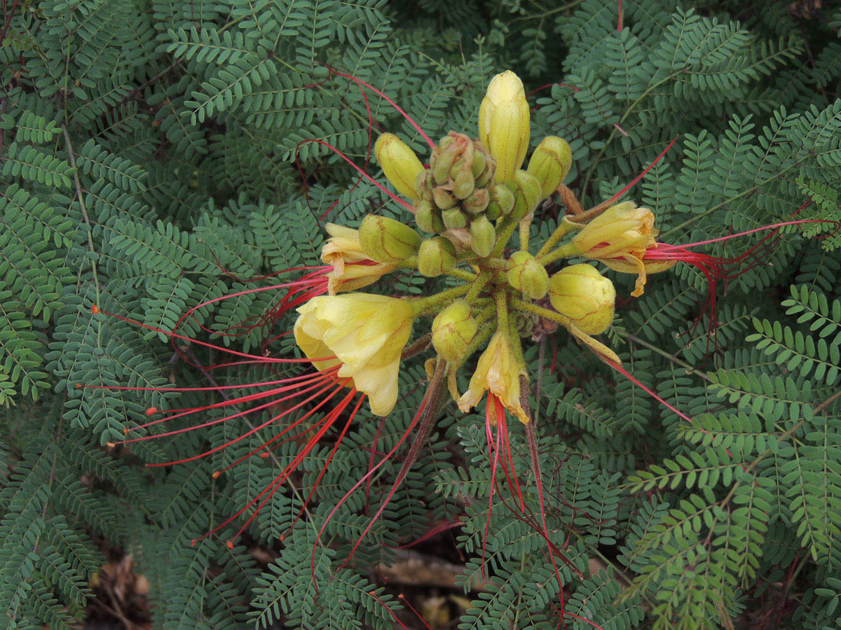 Fabaceae Erythrostemon gilliesii