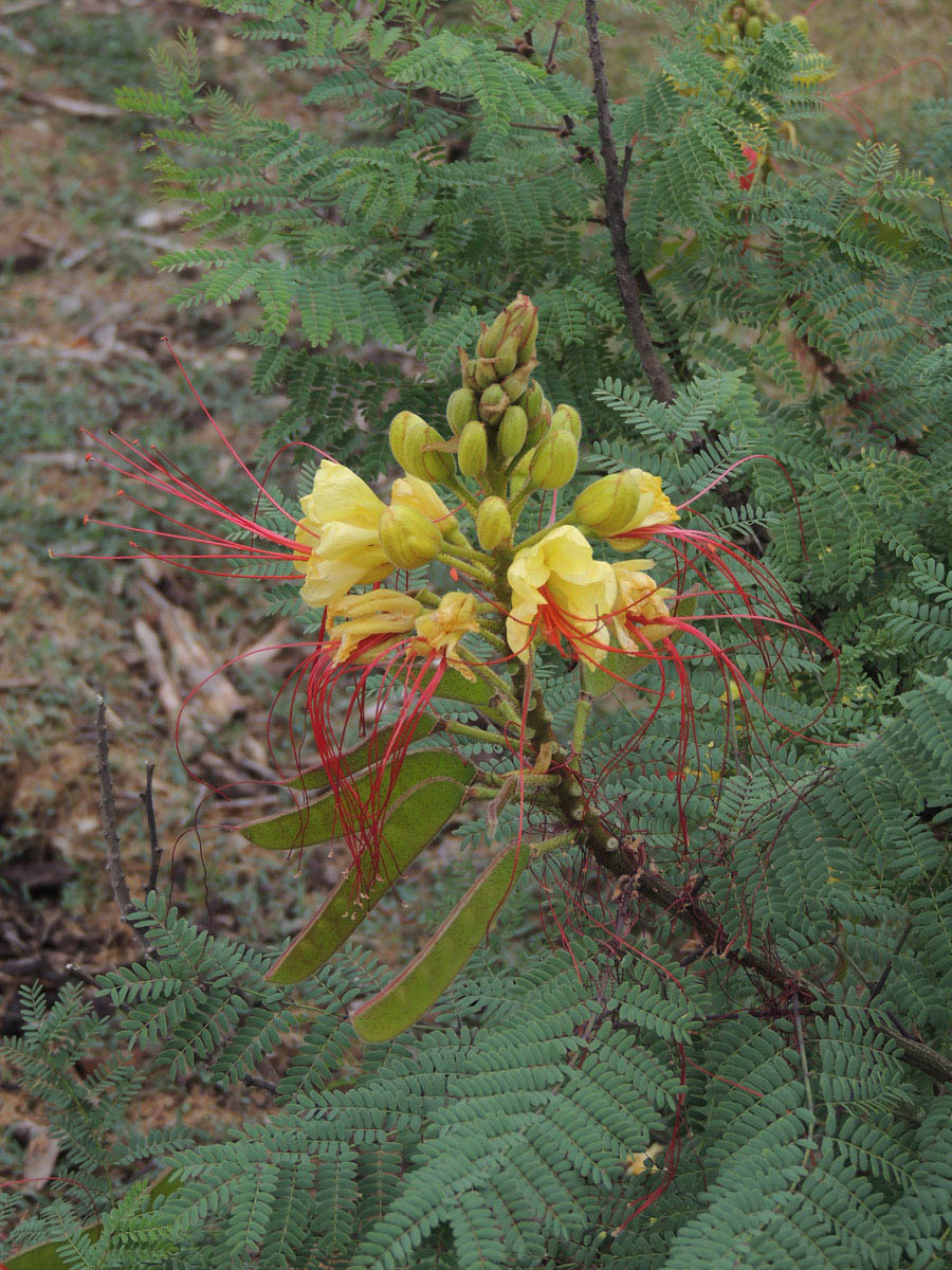 Fabaceae Erythrostemon gilliesii