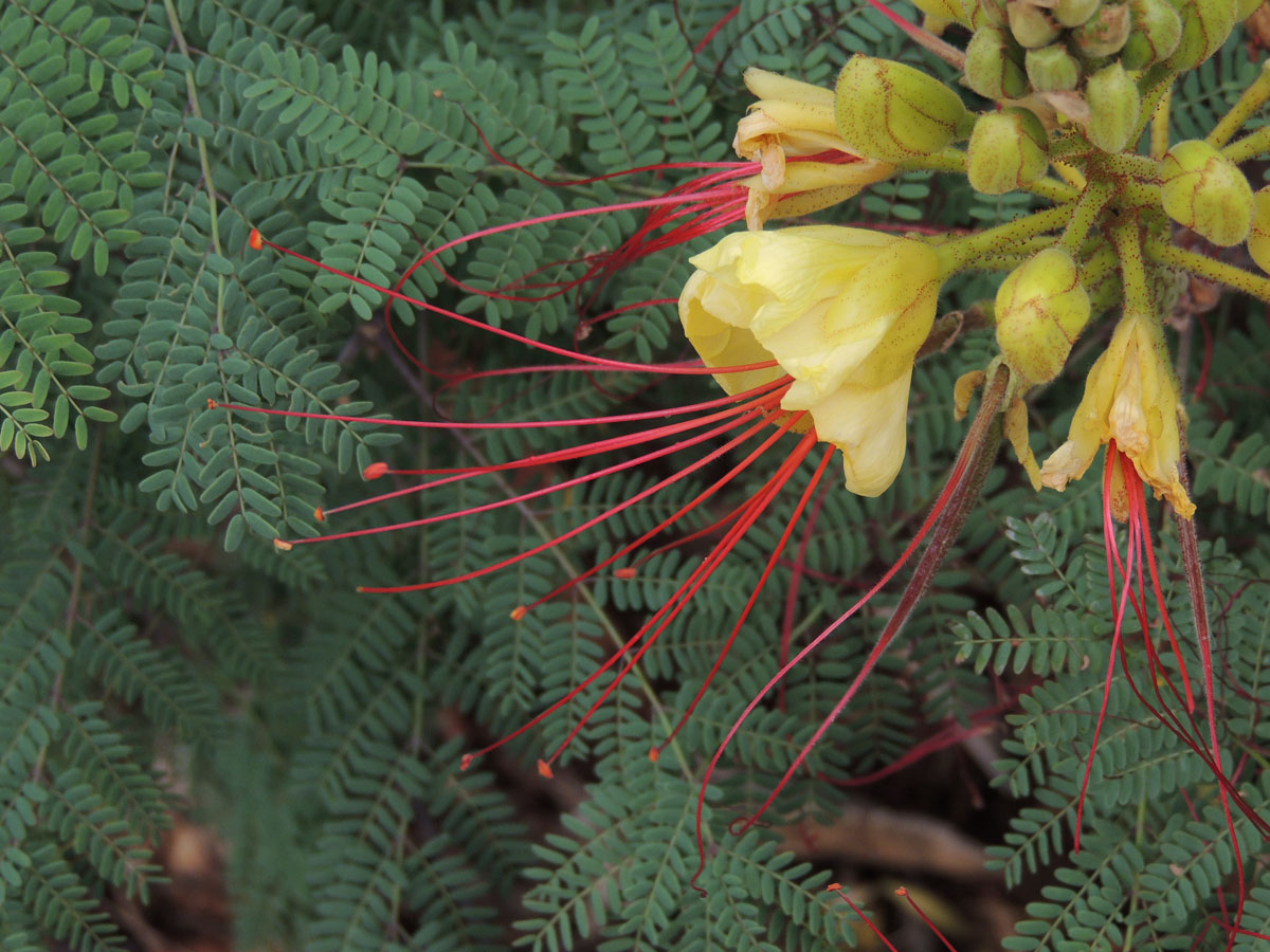 Fabaceae Erythrostemon gilliesii