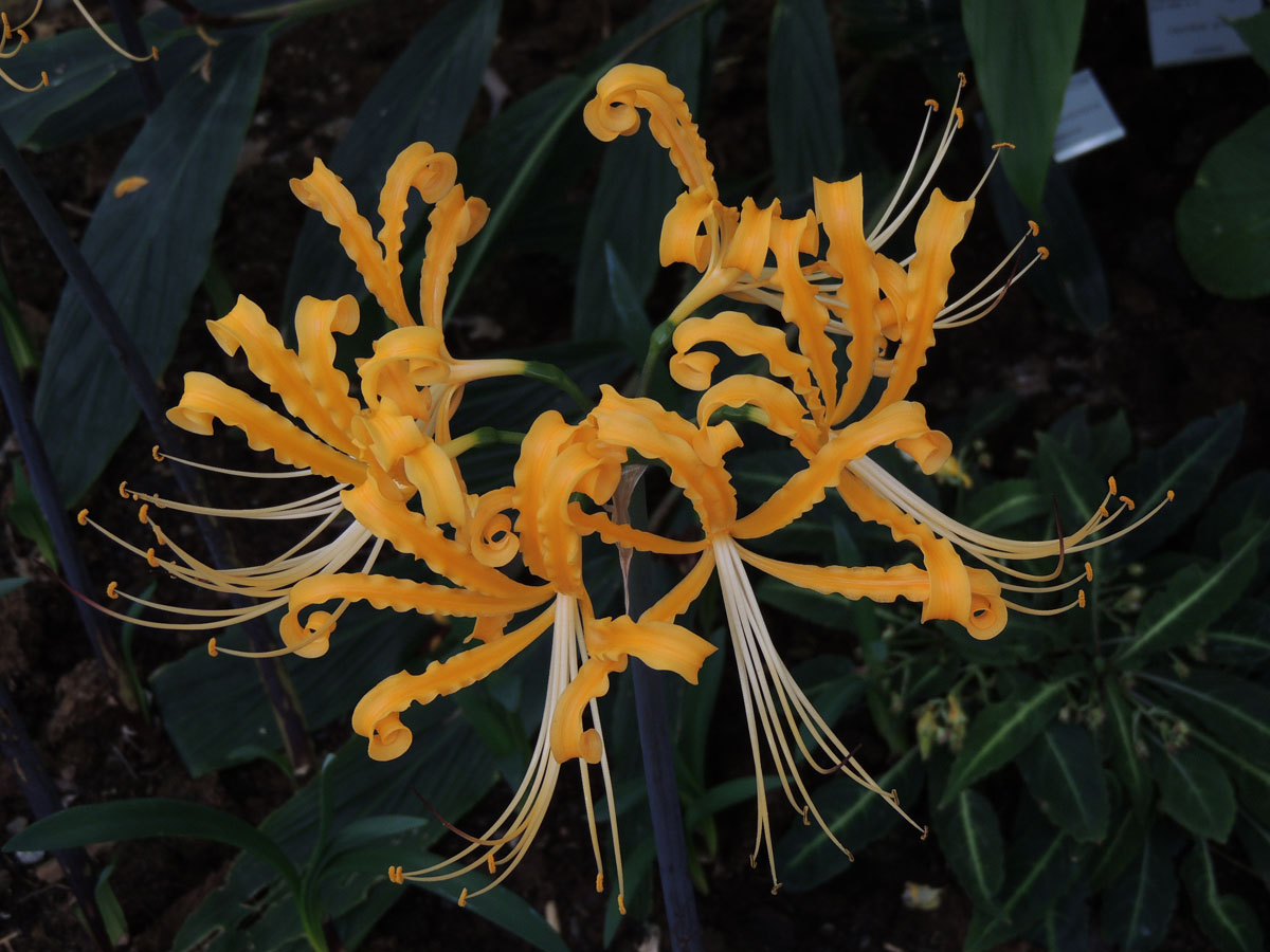 Amaryllidaceae Lycoris aurea