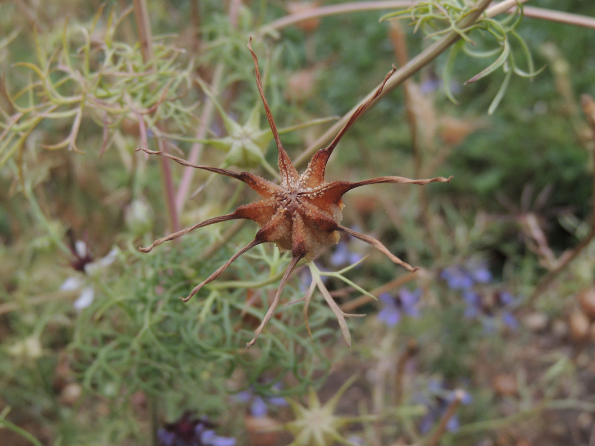 Ranunculaceae Nigella hispanica