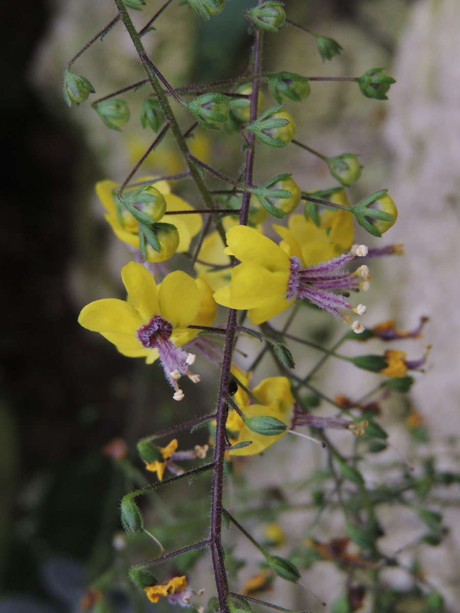 Scrophulariaceae Verbascum spodiotrichum
